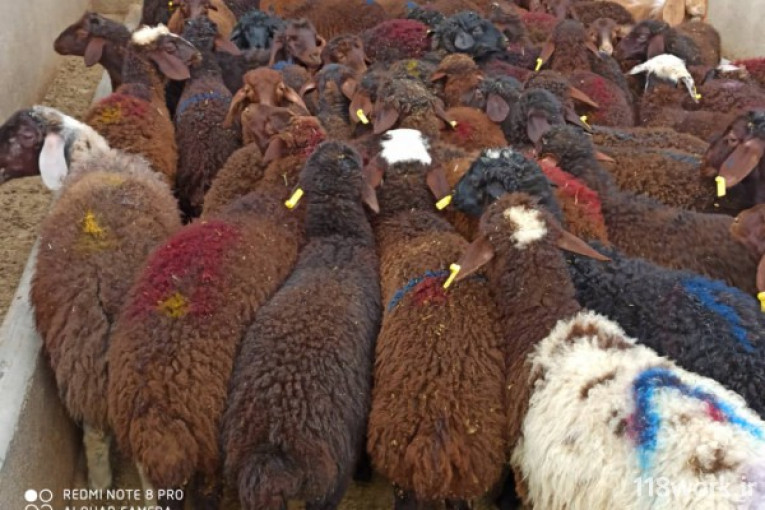 خرید و فروش گوسفند نژاد افشار در قم
