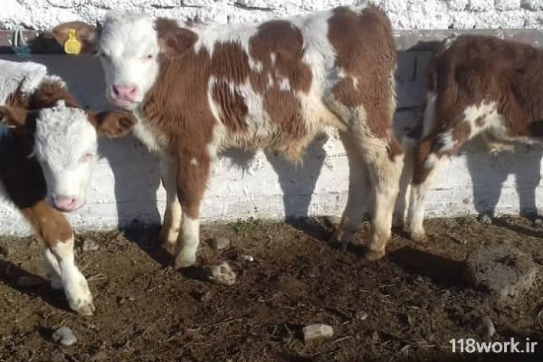 خرید و فروش دام گوساله نژاد سیمینتال و هلشتاین در بندر ترکمن