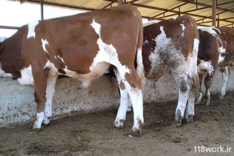 خرید و فروش دام گوساله نژاد سیمینتال و هلشتاین در بندر ترکمن