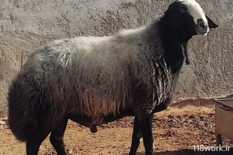 خرید و فروش گوسفند شال و قزل افشار در قزوین