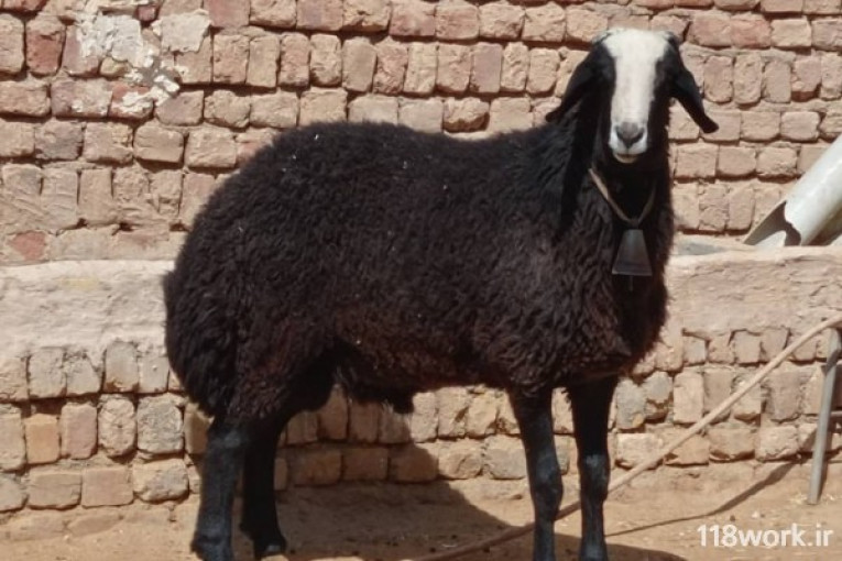 خرید و فروش گوسفند شال و قزل افشار در قزوین