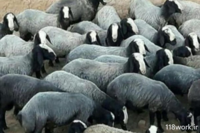 فروش گوسفند نژاد شال در قزوین
