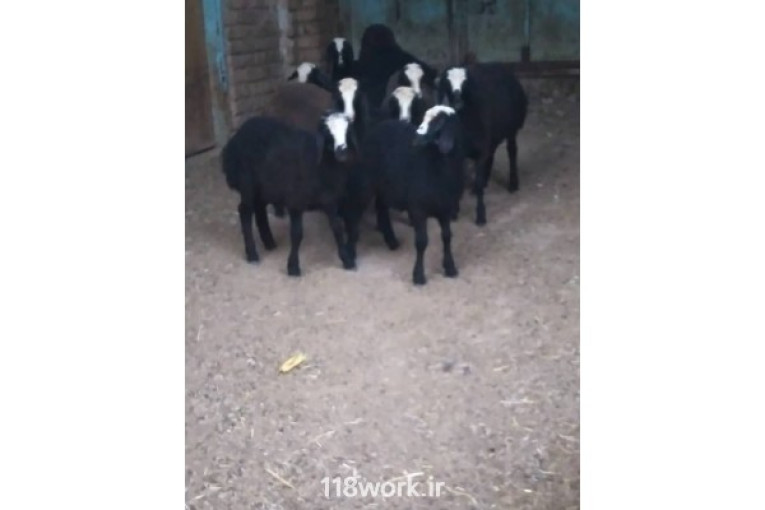 فروش گوسفند نژاد شال در قزوین