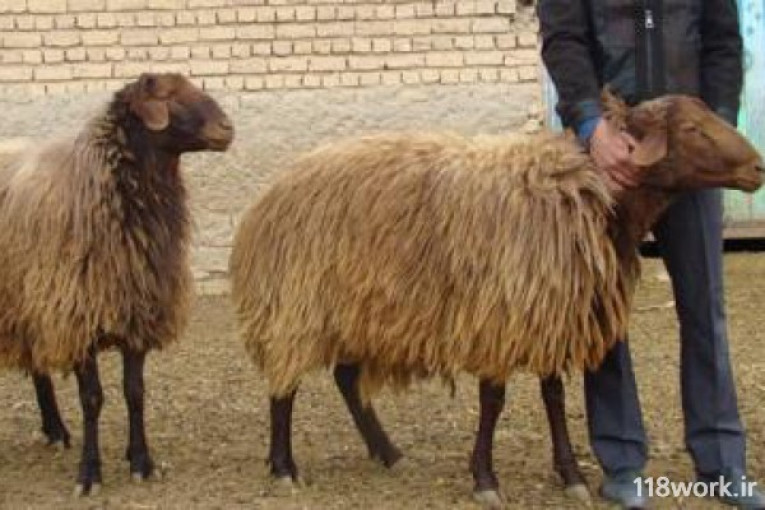 مرکز دامداری اصلاح نژاد گوسفند افشاری در زنجان