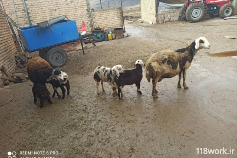 خرید و فروش گوسفند افشار (ایوب جهان بانی) در خرم آباد