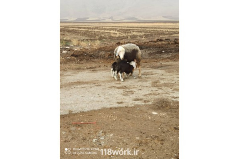 خرید و فروش گوسفند افشار (ایوب جهان بانی) در خرم آباد