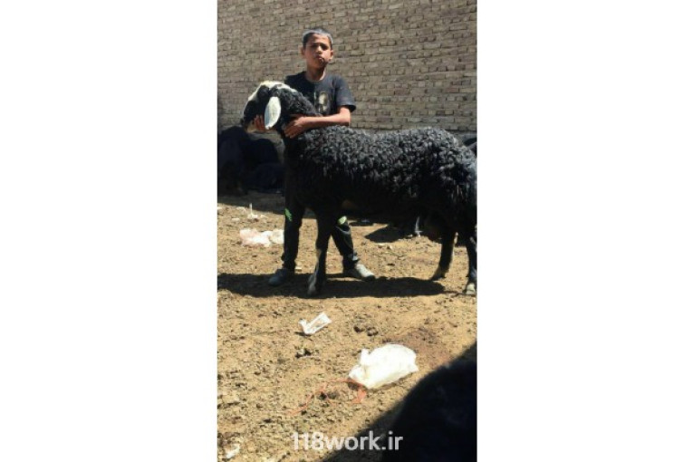 تولیدکننده گوسفند قره قزل در میانه