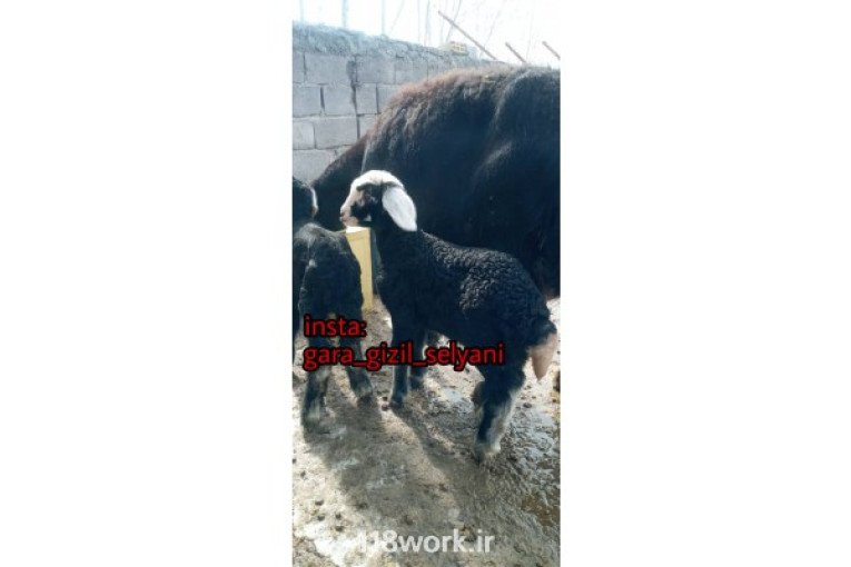 تولیدکننده گوسفند قره قزل در میانه