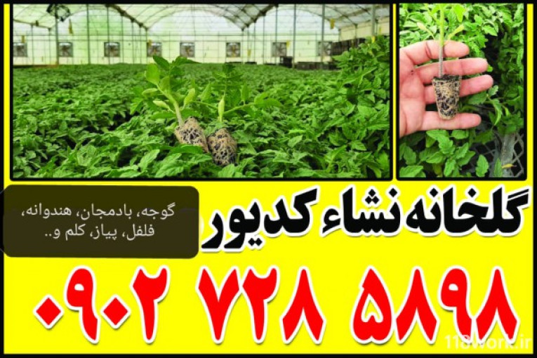 فروش نشاء گوجه و بادمجان و فلفل و پیاز در کرمانشاه