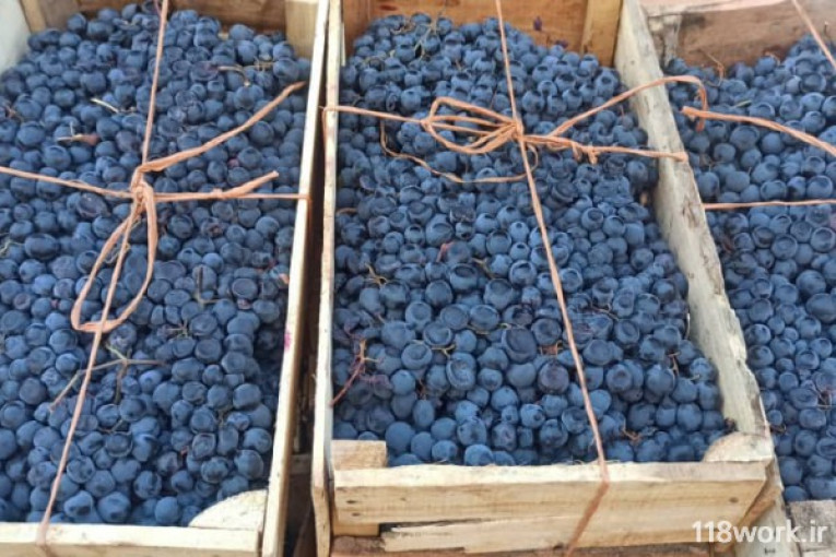 پخش و توزیع و خرید و فروش انگور سیاه در مریوان
