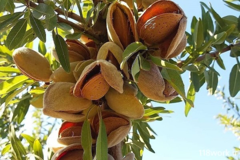 نهالستان مشدعلی در میاندوآب