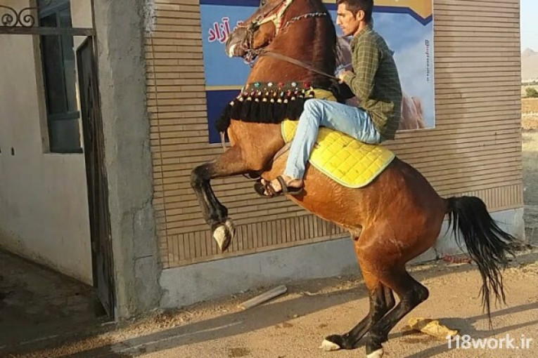 خرید و فروش و پرورش اسب در زنجان 