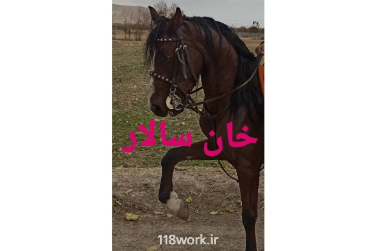 خرید و فروش اسب و باشگاه سوارکاری و پرورش اسب خان سالار در اصفهان