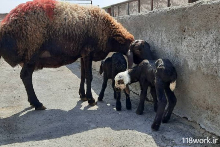 خرید و فروش گوسفند اصلاح نژاد (همو و هترو) در اراک