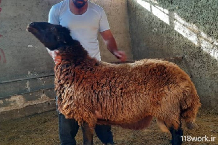 خرید و فروش گوسفند اصلاح نژاد (همو و هترو) در اراک