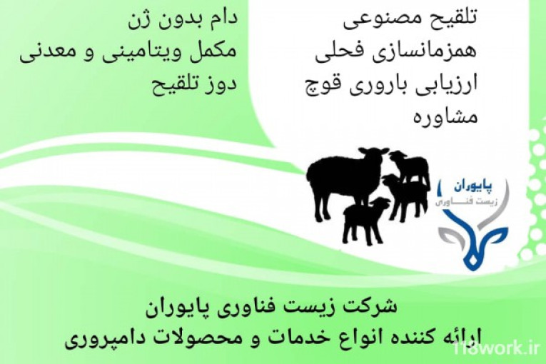 تولیدی قوچ همو و هترو افشار برولا در زنجان (مزرعه زیست فنآوری پایوران) 