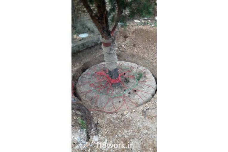 طراحی فضای سبز جابجایی درختان بزرگ در شیراز