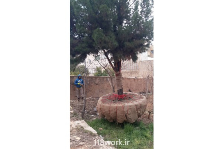 طراحی فضای سبز جابجایی درختان بزرگ در شیراز