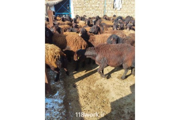 خرید و فروش گوسفند و میش و قوچ در شال (سرپرست)