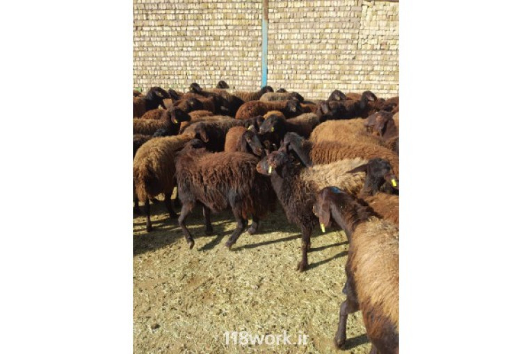 خرید و فروش گوسفند و میش و قوچ در شال (سرپرست)