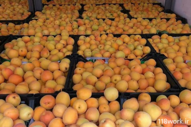 صادرات میوه تره بار به کشور عراق (شاویسی)