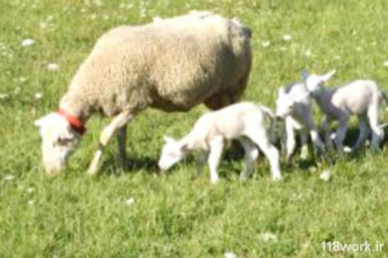 وارد کننده گوسفند خارجی لاکن رومن سافولک رومانف بز مورسیا (شرکت پرتو ژن دامی)