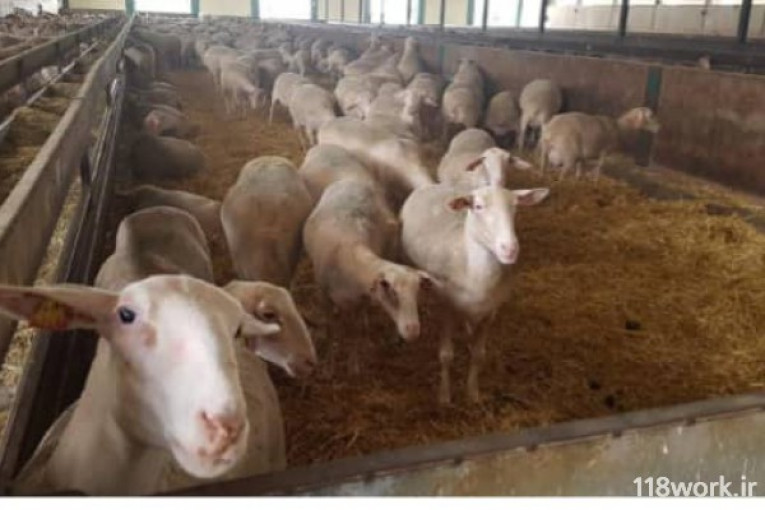 وارد کننده گوسفند خارجی لاکن رومن سافولک رومانف بز مورسیا (شرکت پرتو ژن دامی)