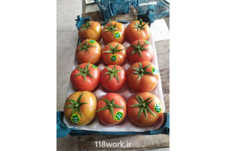 صادرات محصولات کشاورزی در شیراز و حاجی آباد 