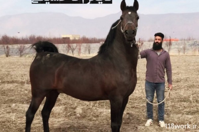 مجموعه پرورش اسب آقا حسینی در اصفهان