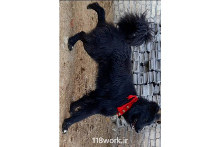 مجموعه پرورش سگ قدرجون ماستیف در اصفهان