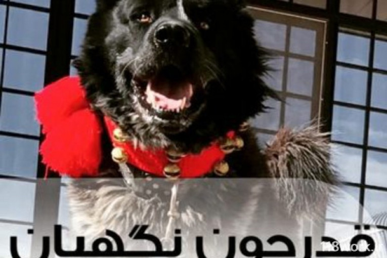 مجموعه پرورش سگ قدرجون ماستیف در اصفهان