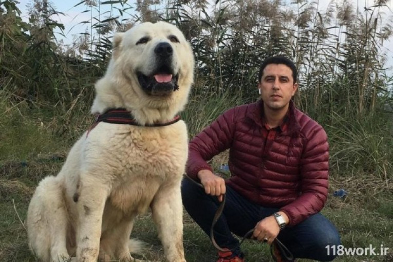 مجموعه پرورش سگ آلابای ایران در بهشهر