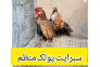مجموعه ماکیان زینتی مرغ طلا در اصفهان(محمدی)>