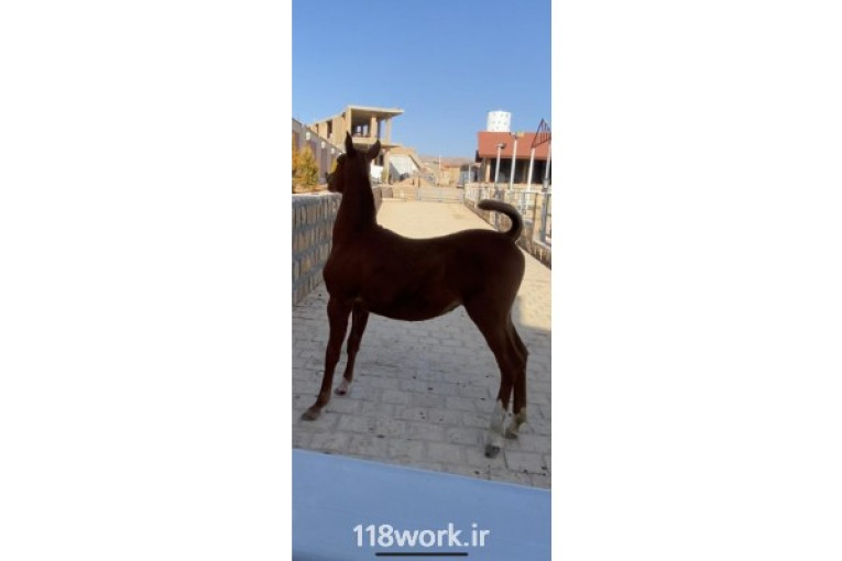پرورش اسب طلاکوب در شیراز 