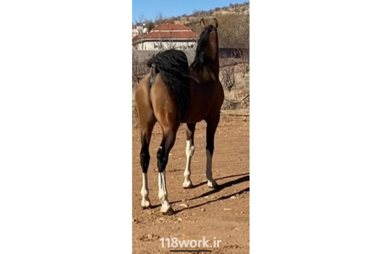 پرورش اسب طلاکوب در شیراز 
