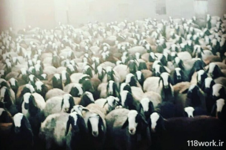 خرید و فروش گوسفند شال و قزل افشار (سلحشور) در قزوین
