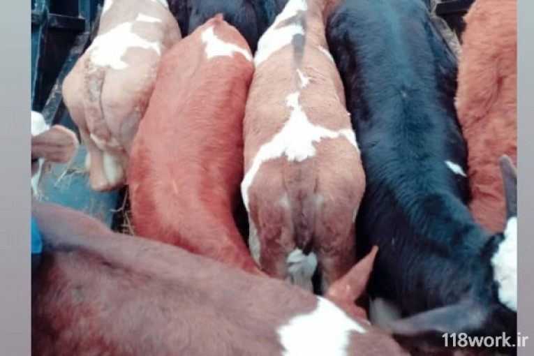 فروش گاو و گوساله سیمینتال در بندر ترکمن