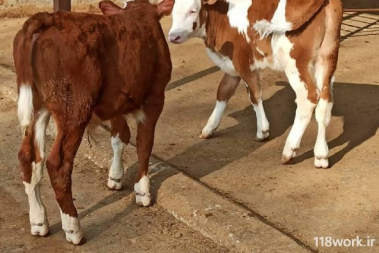 فروش گاو و گوساله سیمینتال در بندر ترکمن
