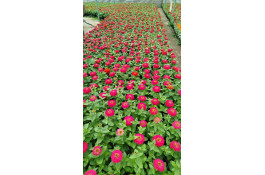 مجموعه ی تولیدی گلخانه مزرعه سبز در اصفهان