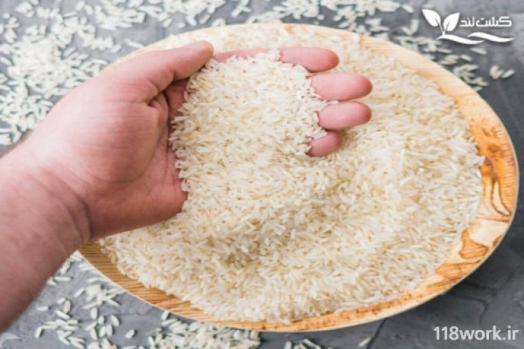 پخش برنج سلطان آبادی در بابل