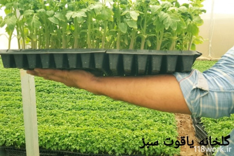 گلخانه تولید نشا یاقوت سبز در ارسنجان