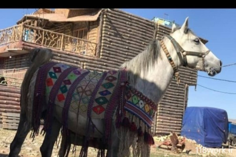 آموزش و خرید و فروش اسب اصلاحی در کرمانشاه 