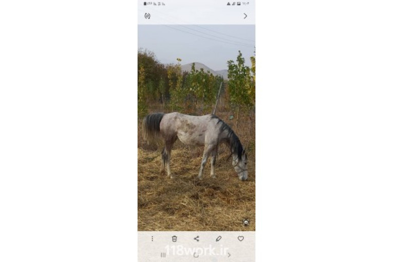 آموزش و خرید و فروش اسب اصلاحی در کرمانشاه 