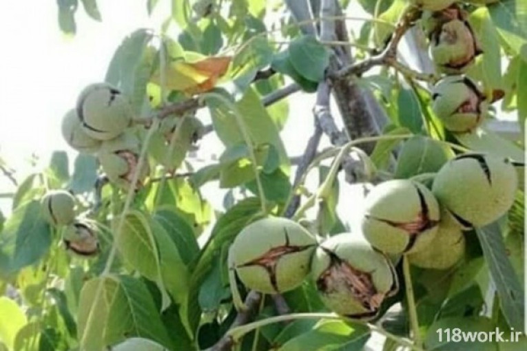 گردو و عسل ارگانیک رابر ساردوئیه در رفسنجان