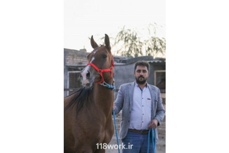 تولید و پرورش اسب دره شوری در اصفهان
