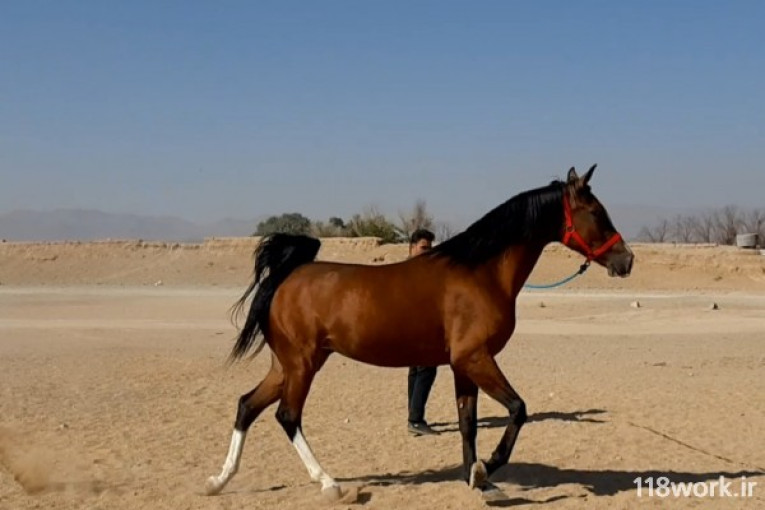 تولید و پرورش اسب دره شوری در اصفهان