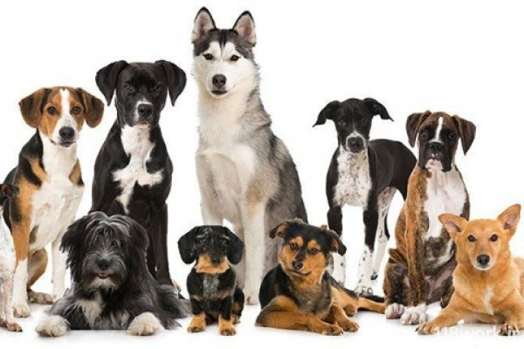 مجموعه پرورش سگ سینا در کرج