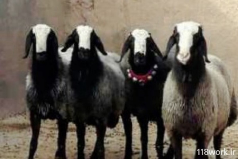 خرید و فروش انواع گوسفند نژاد شال 