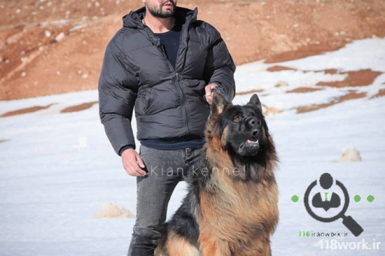 آموزش و پرورش سگ کیان کنل در شیراز