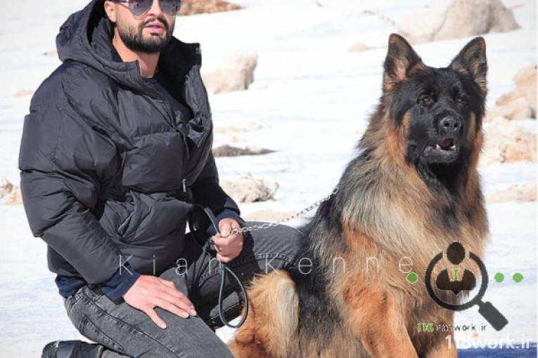 آموزش و پرورش سگ کیان کنل در شیراز